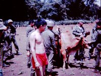 CPT Hoa (in red skivvies) with the Airborne Ox that did not survive its first jump from 4000 feet.   Copyright 2014 Melvin Jones, John Girardeau &#38; www.quanloi.org