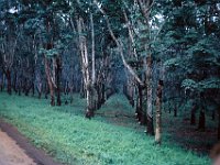 Rubber trees - Quan Loi 1967
