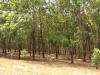 Rubber Plantation